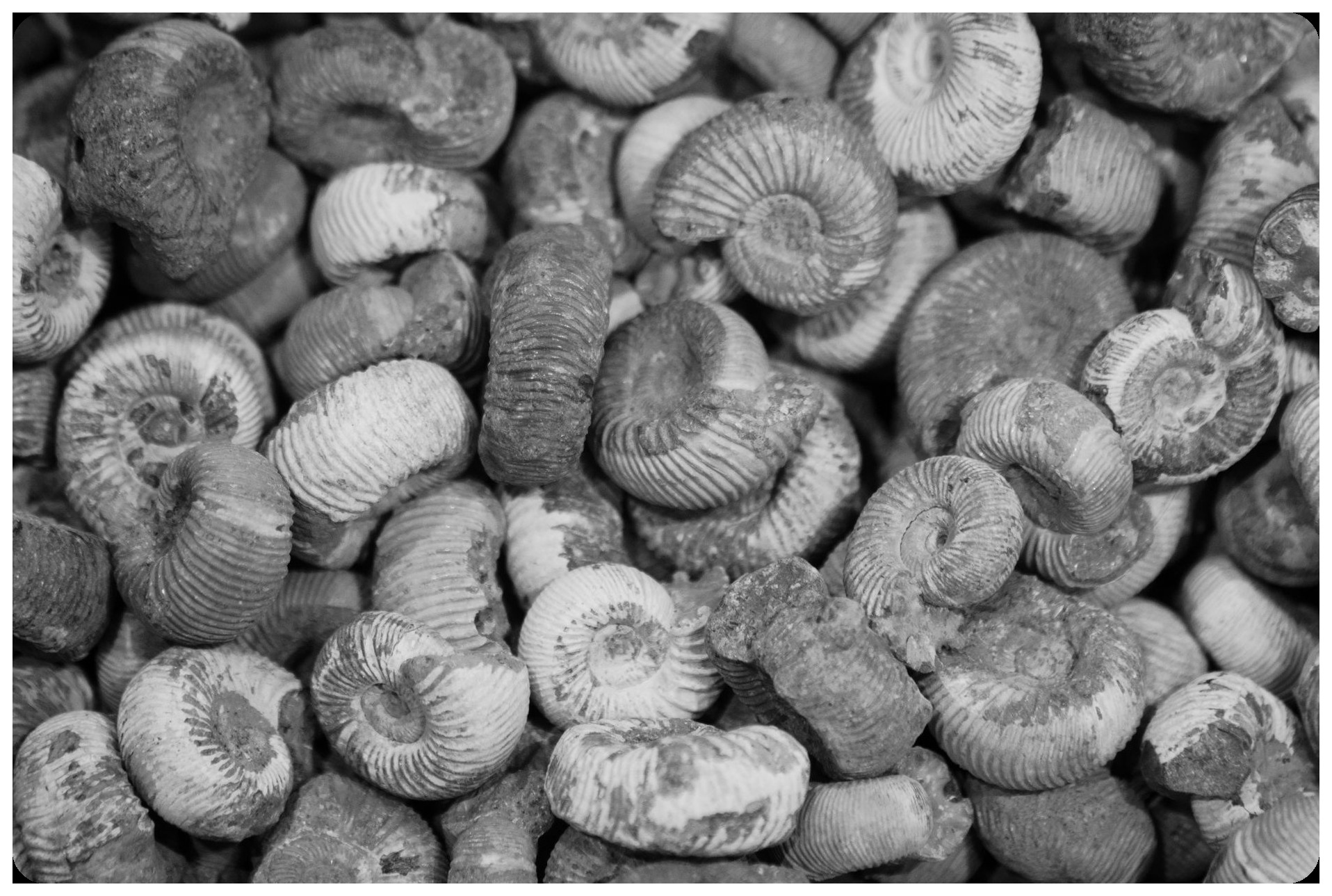 fossilized bivalve shells with preserved embryos visible under electron microscope showing intricate details of ancient reproductive care cretaceous period
