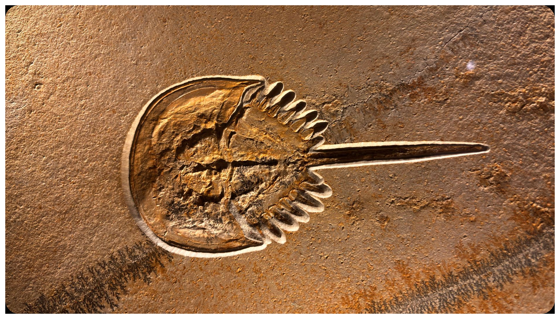 fossilized ancient crab specimen close-up amber stone, detailed carapace and claws preserved in amber lighting against dark background scientific