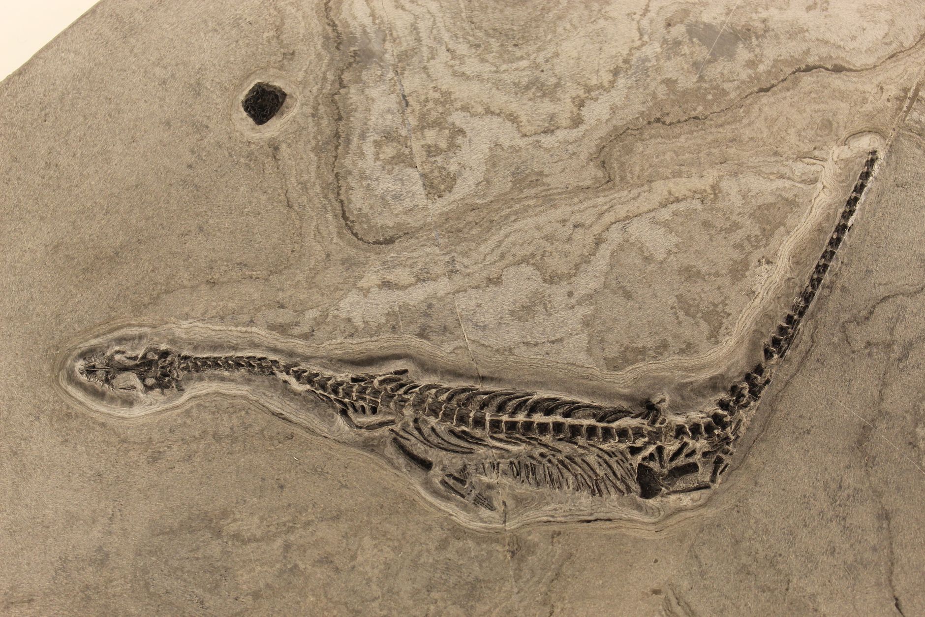 ancient fossil skeleton of Paludocyon moyasolai with distinctive molars, Miocene forest with early grasslands, golden afternoon light illuminating archaeological dig site, prehistoric predator reconstruction