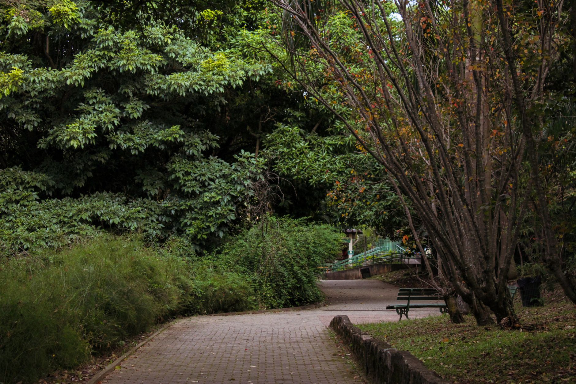 shaded park path dense green trees cool oasis contrasting hot city street sunlight