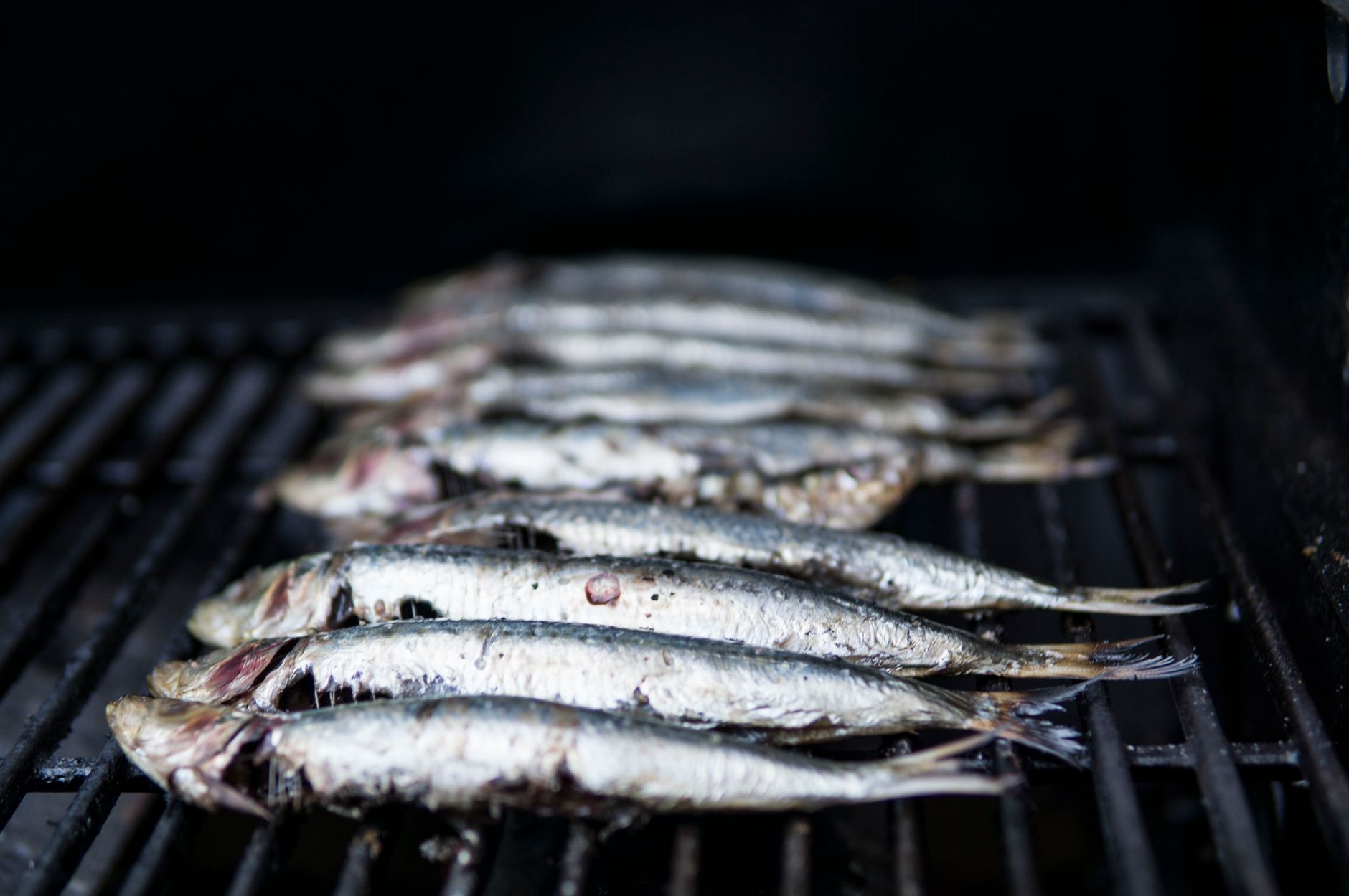 close up white parasite cysts inside sardine fish flesh laboratory macro photography dramatic light