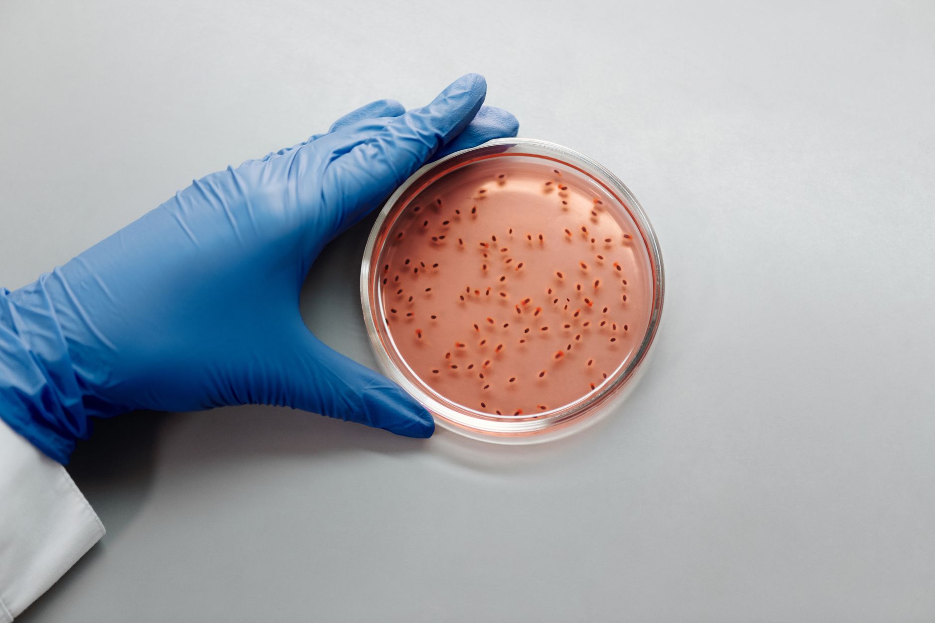 researcher examining zebrafish embryos in petri dish under blue laboratory light close up