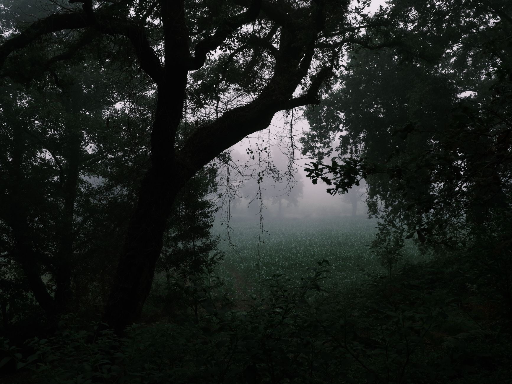 black truffle harvest in misty mountain oak forest near Teruel Spain, golden morning light