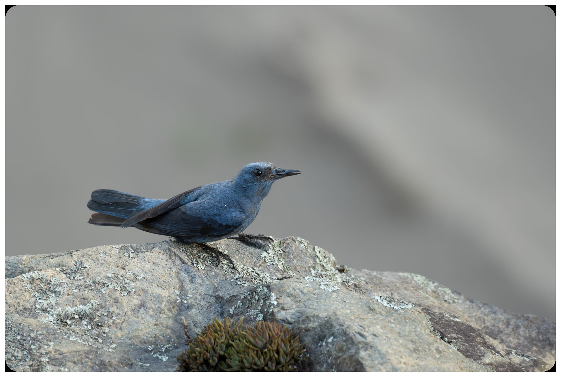 grey blue bird perched on granite rocks sierra gredos mountain misty fog atmospheric wildlife photography