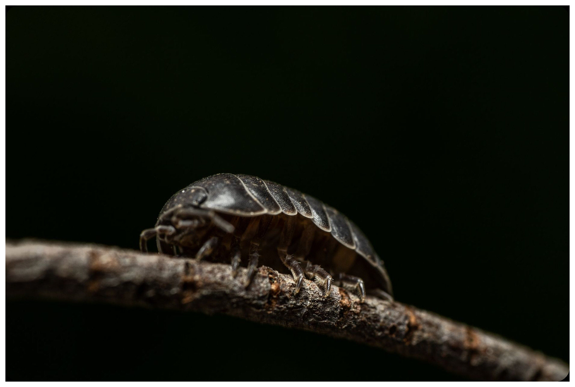 close-up macro photography of tiny transparent isopod crustacean with black eyes on wet wood debris in darkness