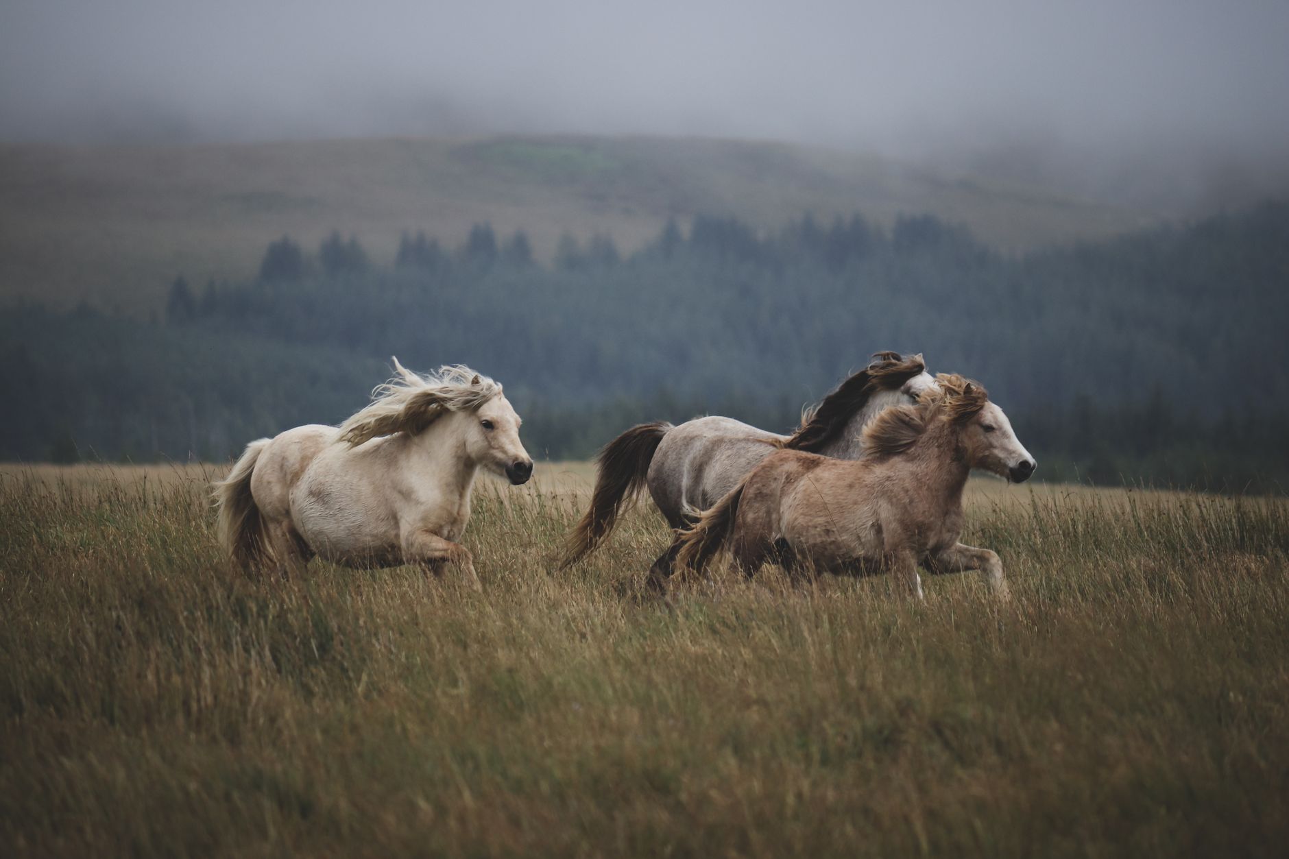 wild galician horses running through misty mountains dramatic sky aloitadores capturing untamed horses ancient tradition
