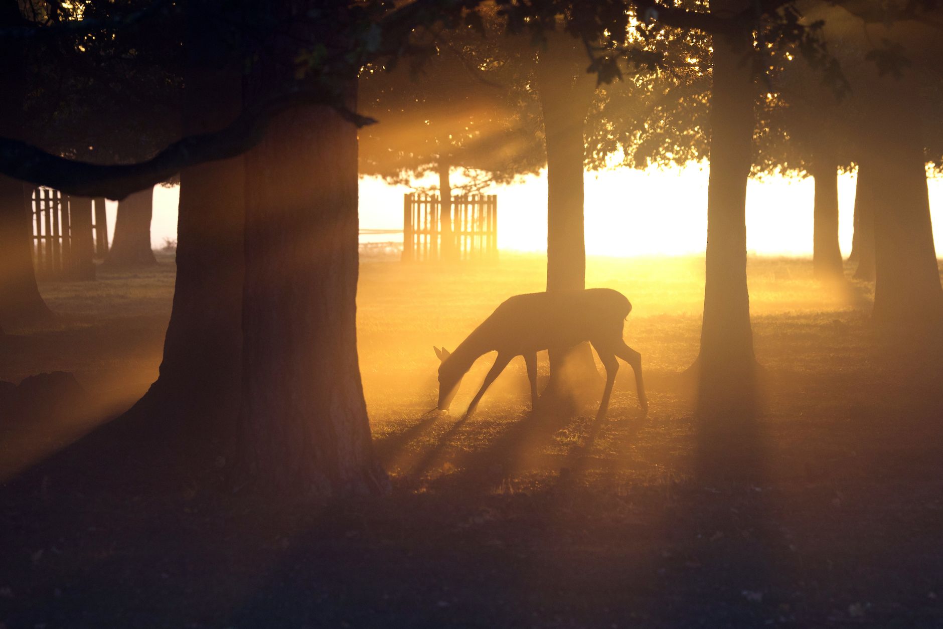 ancient deer and horses grazing in prehistoric forest clearing golden light