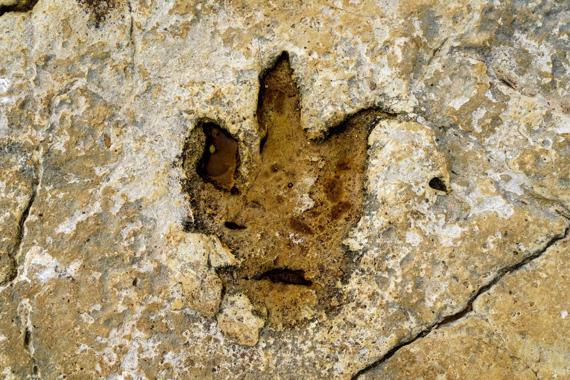close up horse skull with bit marks traces ancient bridle control stone age archaeology