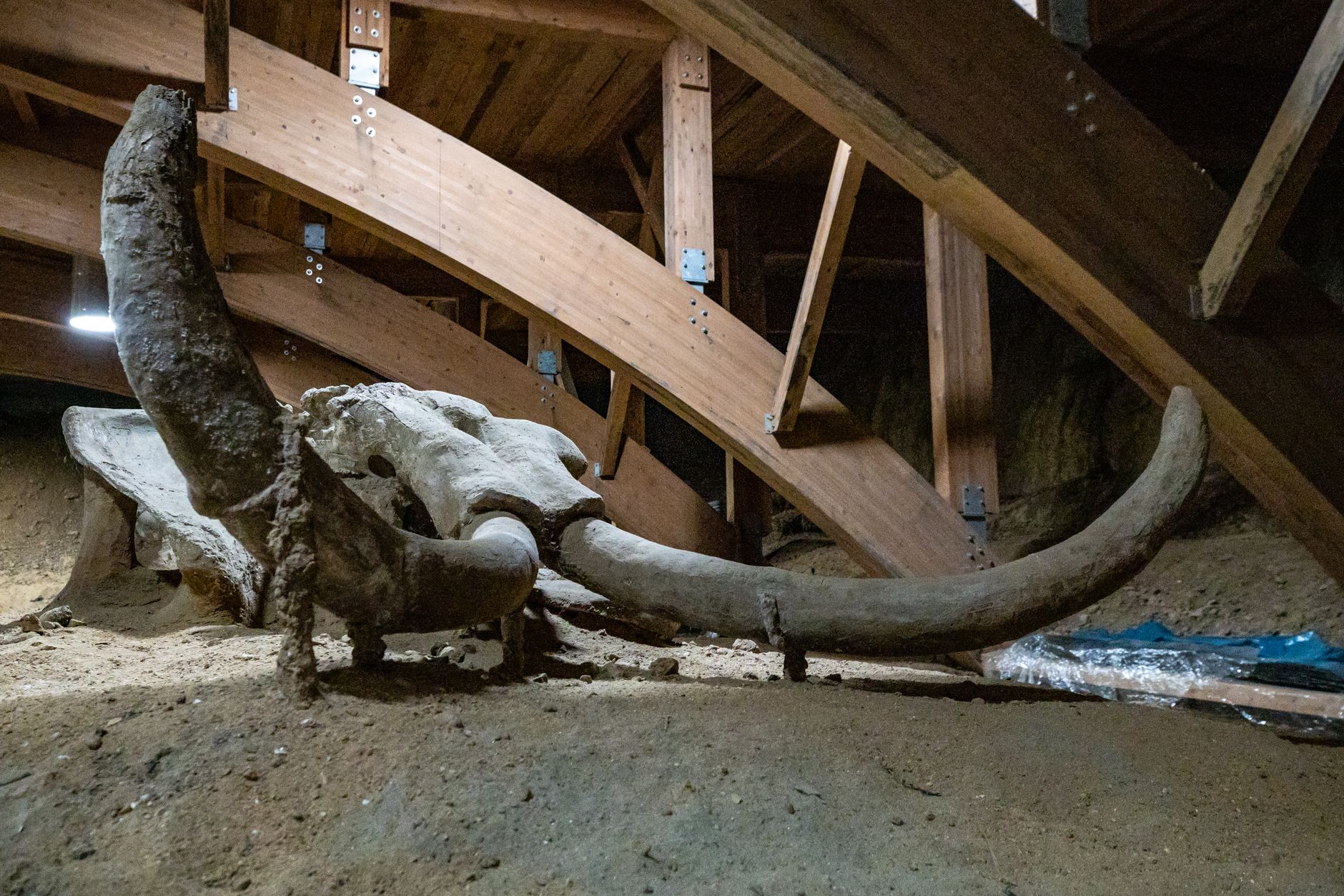 prehistoric steppe rhinoceros skeleton in dark cave excavation site dramatic lighting